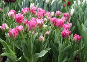 Tulipa Desirelle (1)