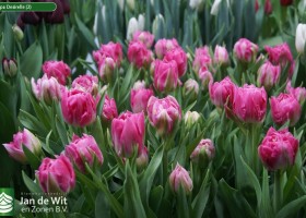 Tulipa Desirelle (2)