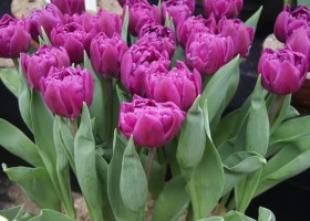 Tulipa Double Flag (1)