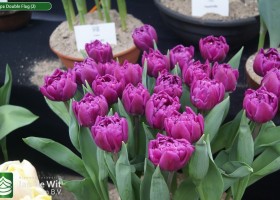 Tulipa Double Flag (2)