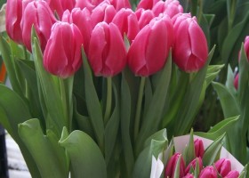 Tulipa Dream Dance (1)