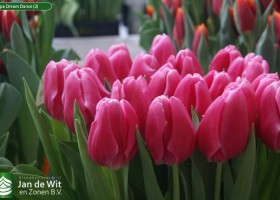 Tulipa Dream Dance (2)