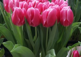 Tulipa Dream Dance (3)