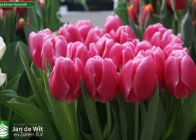 Tulipa Dream Dance (4)