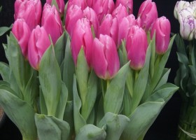Tulipa Dreamcloud (1)