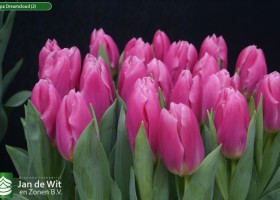 Tulipa Dreamcloud (2)