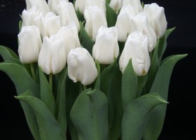 Tulipa Dutch Mountain (1)