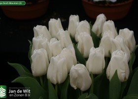 Tulipa Dutch Mountain (2)