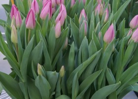 Tulipa Encore (1)