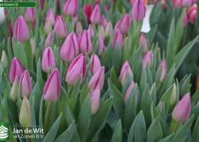 Tulipa Encore (2)