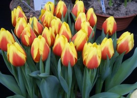 Tulipa Espana (1)