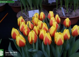 Tulipa Espana (2)