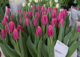 Tulipa Expression (1)