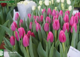 Tulipa Expression (2)