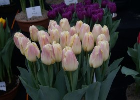 Tulipa Fashion Look (1)