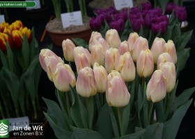 Tulipa Fashion Look (2)