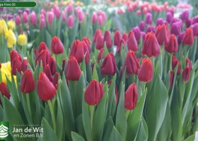 Tulipa Fiero (2)