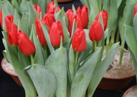 Tulipa Fire Clay (1)