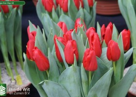 Tulipa Fire Clay (2)
