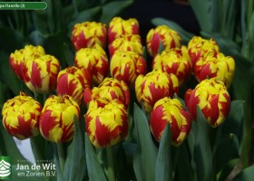 Tulipa Flanello (2)