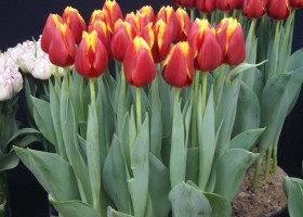 Tulipa Flying Dragon (1)