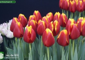 Tulipa Flying Dragon (2)