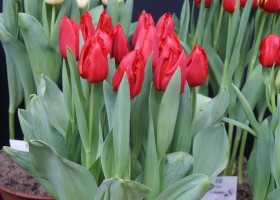 Tulipa Frinred (1)
