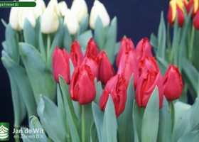 Tulipa Frinred (2)