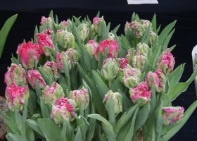 Tulipa Globe Parrot (1)