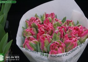 Tulipa Globe Parrot (2)