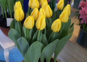 Tulipa Golden Ticket (1)