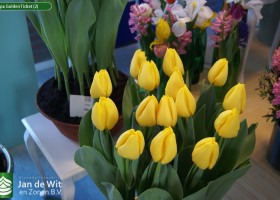 Tulipa Golden Ticket (2)