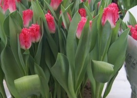 Tulipa Google (1)