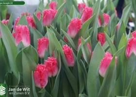 Tulipa Google (2)