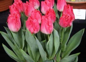 Tulipa Google (3)