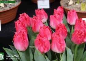 Tulipa Google (4)