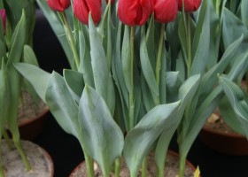 Tulipa Idols (1)