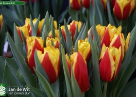 Trade show Proeftuin Zwaagdijk 2015