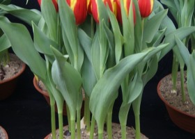 Tulipa Illusionist (1)
