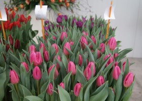 Tulipa Involve (1)