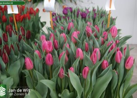 Tulipa Involve (2)