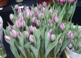 Tulipa Jacuzzy (1)