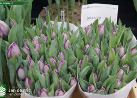 Tulipa Jacuzzy (2)