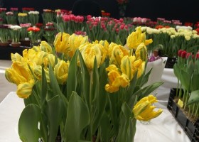 Tulipa Jan van Nes Parrot (1)