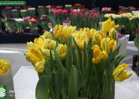 Tulipa Jan van Nes Parrot (2)