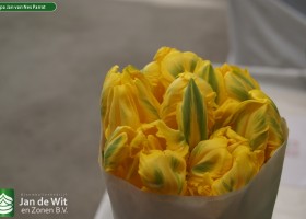 Tulipa Jan van Nes Parrot