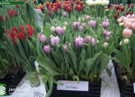 Tulipa Katinka