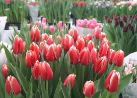 Tulipa Kelly (1)