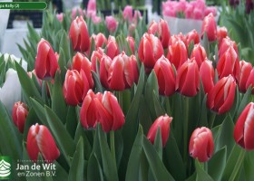 Tulipa Kelly (2)
