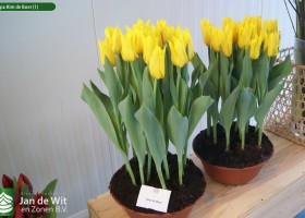 Tulipa Kim de Boer (1)